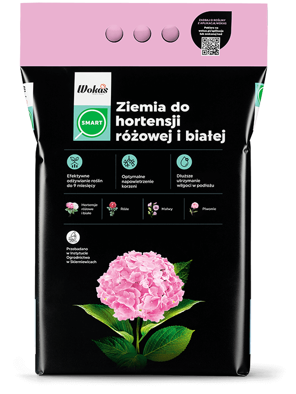 Ziemia do hortensji różowej i białej