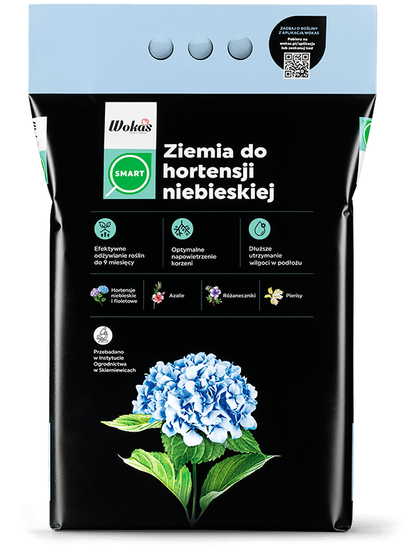 Ziemia do hortensji niebieskiej