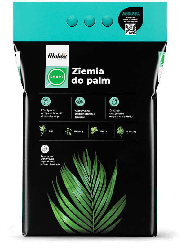 Ziemia do palm