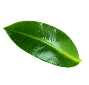 wokas