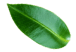wokas