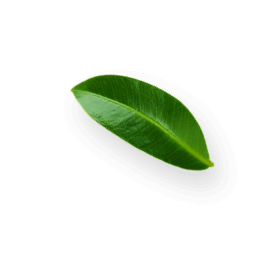 Wokas