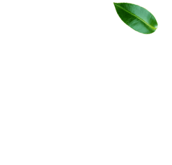 Wokas