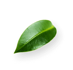 Wokas