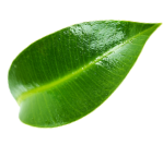 Wokas
