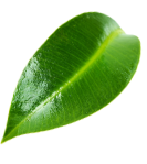 Wokas