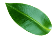lisc
