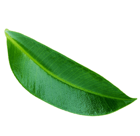 wokas