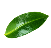 wokas