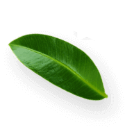 wokas