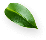 wokas