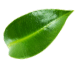 wokas